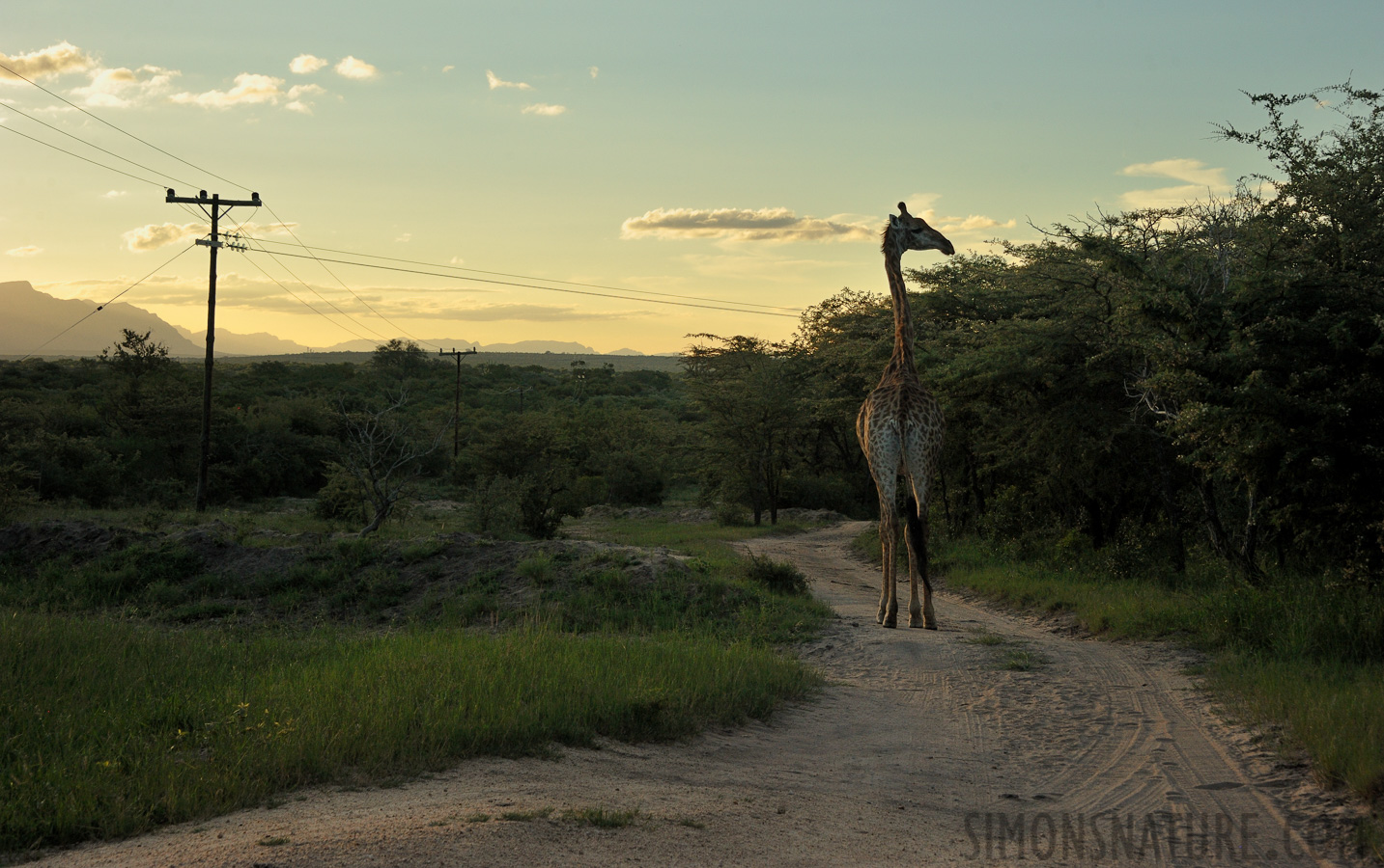 Giraffa giraffa giraffa [65 mm, 1/1000 sec at f / 9.0, ISO 1000]